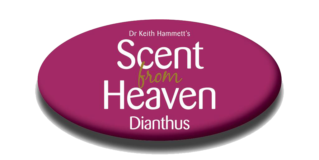 Scent From Heaven Dianthus clear cut.png